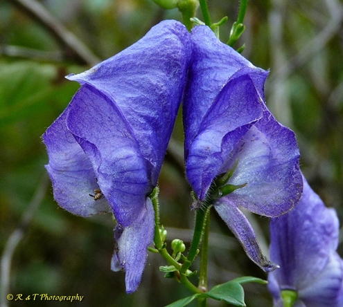 {Aconitum uncinatum}